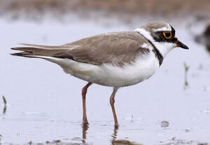 Little Ringed Plover 
&copy; Marc Declercq