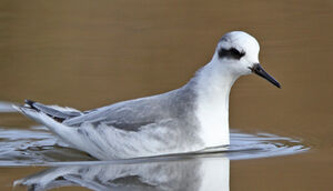 Phalarope � bec large