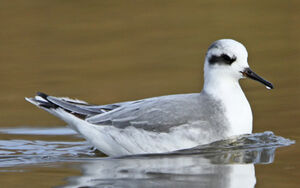 Phalarope � bec large
