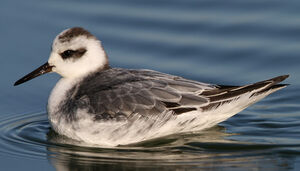 Phalarope � bec large