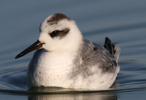 Phalarope � bec large