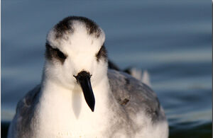 Phalarope � bec large