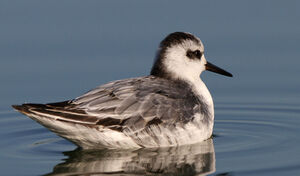 Phalarope � bec large