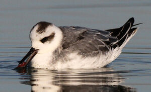 Phalarope � bec large