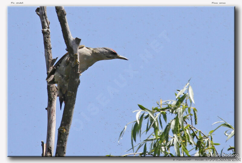 Grey-headed Woodpecker male adult, identification