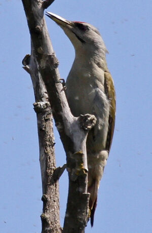 Grey-headed Woodpecker 
&copy; Marc Declercq