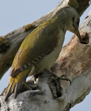 Grey-headed Woodpecker 
&copy; Marc Declercq