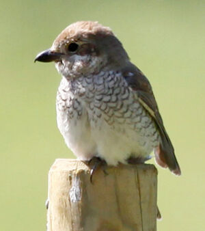 Red-backed Shrike 
&copy; Marc Declercq