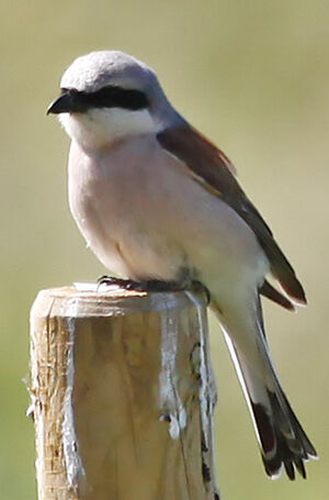 Red-backed Shrike 
&copy; Marc Declercq