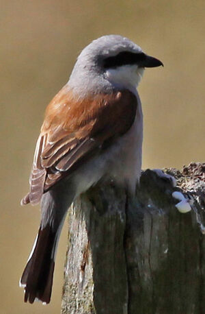 Red-backed Shrike 
&copy; Marc Declercq