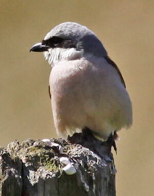 Red-backed Shrike 
&copy; Marc Declercq