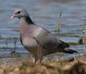 Pigeon colombin 
&copy; Marc Declercq