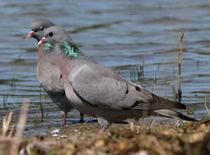 Pigeon colombin 
&copy; Marc Declercq