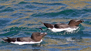 Pingouin torda