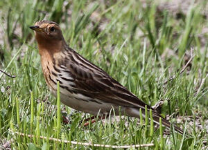 Pipit � gorge rousse