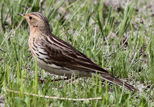 Pipit � gorge rousse