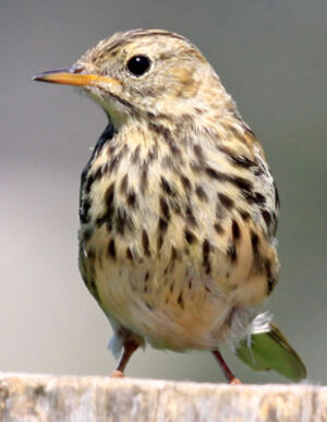 Meadow Pipit 
&copy; Marc Declercq