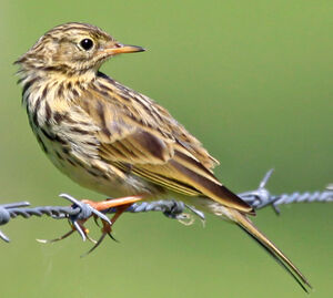 Meadow Pipit 
&copy; Marc Declercq