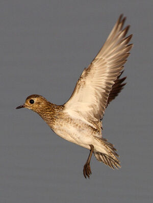 European Golden Plover 
&copy; Marc Declercq