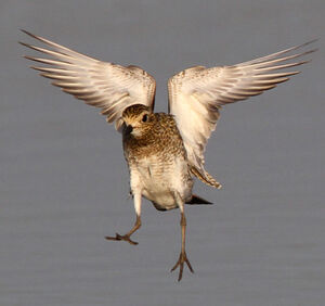 European Golden Plover 
&copy; Marc Declercq