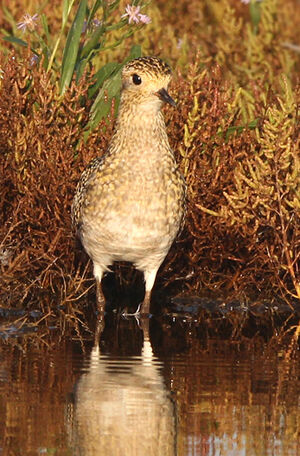 European Golden Plover 
&copy; Marc Declercq