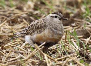 Eurasian Dotterel