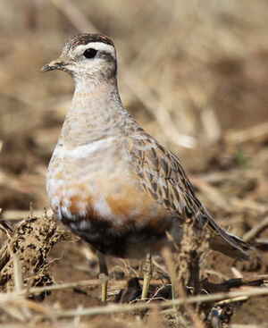 Eurasian Dotterel