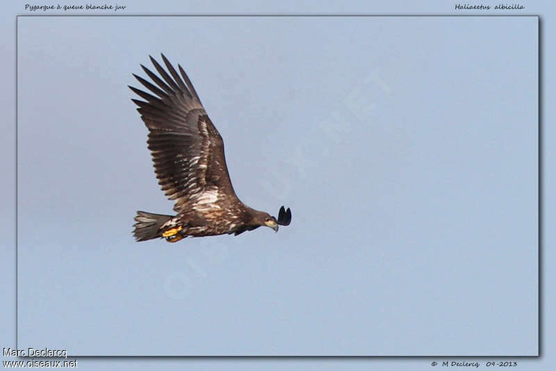 White-tailed EagleFirst year, identification, Flight