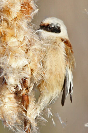 R�miz penduline