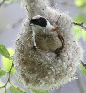 R�miz penduline