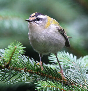 Common Firecrest 
&copy; Marc Declercq