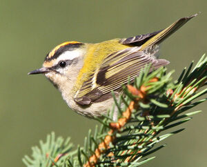 Common Firecrest 
&copy; Marc Declercq