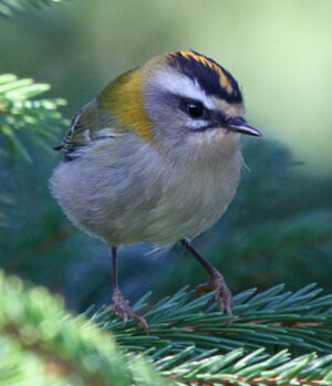 Common Firecrest 
&copy; Marc Declercq