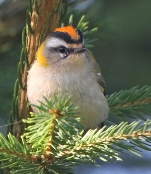 Common Firecrest 
&copy; Marc Declercq