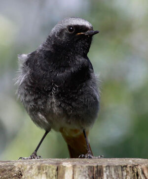 Black Redstart