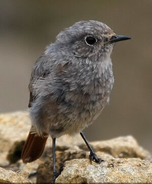 Black Redstart