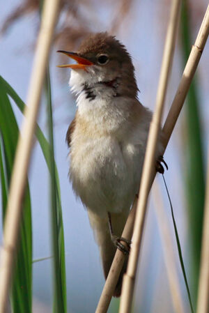 Eurasian Reed Warbler 
&copy; Marc Declercq