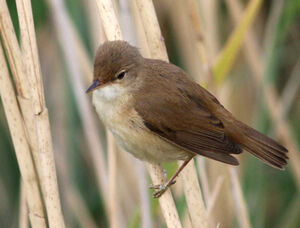 Eurasian Reed Warbler 
&copy; Marc Declercq