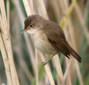 Eurasian Reed Warbler 
&copy; Marc Declercq