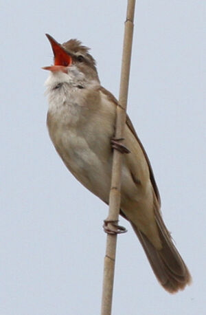 Great Reed Warbler