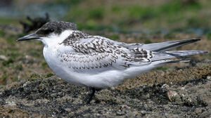 Sandwich Tern 
&copy; Marc Declercq