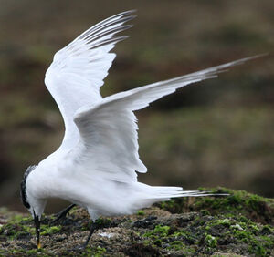 Sandwich Tern 
&copy; Marc Declercq