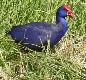 Purple Swamphen