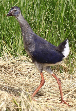 Purple Swamphen