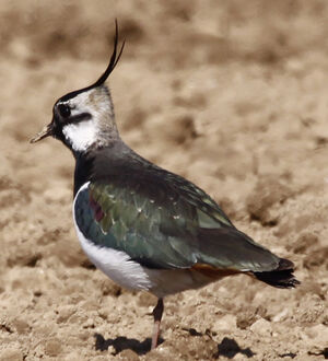 Northern Lapwing 
&copy; Marc Declercq