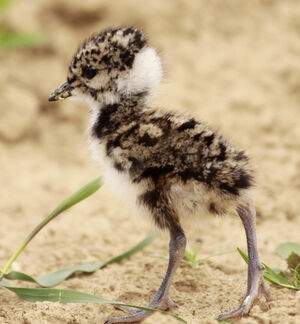 Northern Lapwing 
&copy; Marc Declercq