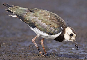 Northern Lapwing 
&copy; Marc Declercq