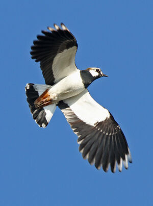 Northern Lapwing 
&copy; Marc Declercq