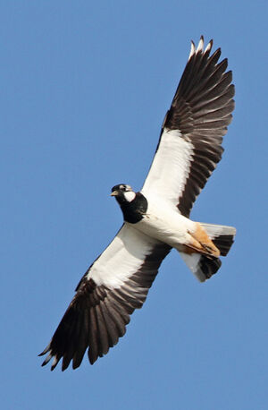 Northern Lapwing 
&copy; Marc Declercq