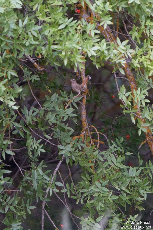 Rufous-tailed Scrub Robinadult, identification